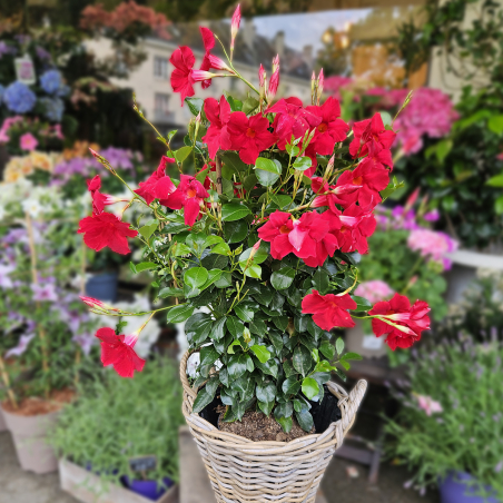 Grand Dipladénia rouge
