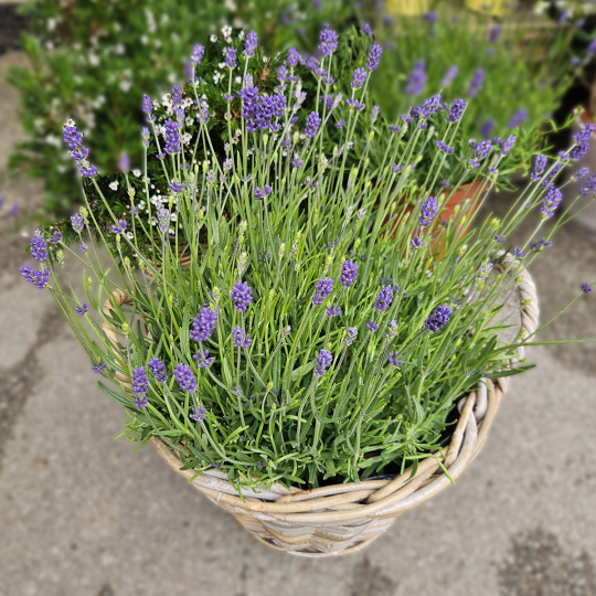 Lavande parfumée