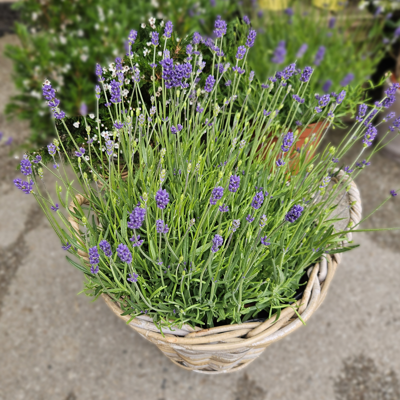 Lavande parfumée