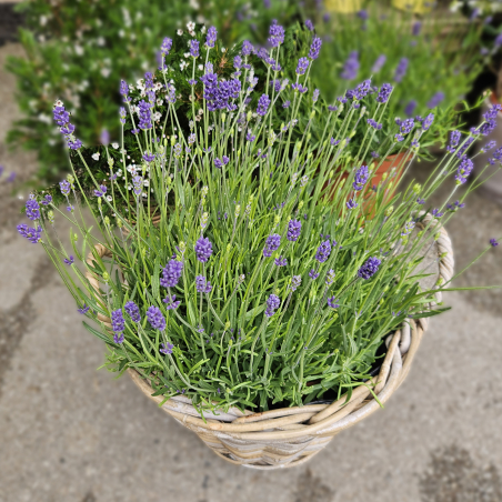Lavande parfumée