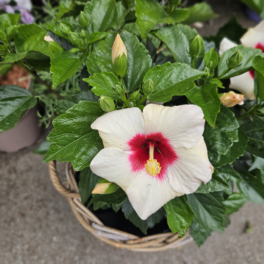 Hibiscus blanc