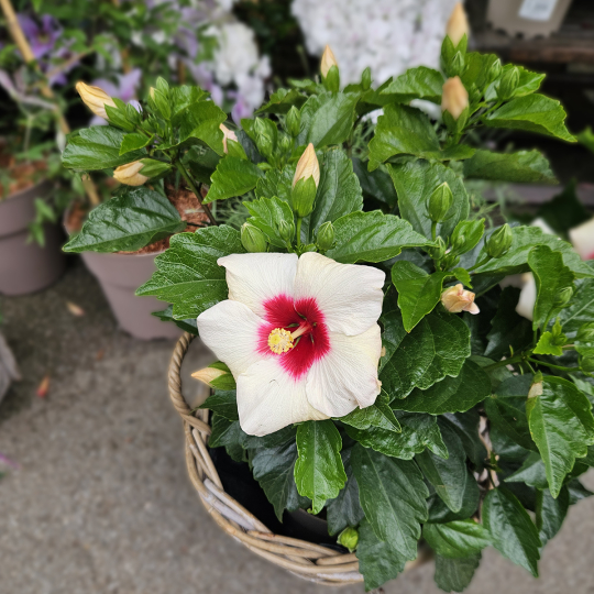 Hibiscus blanc