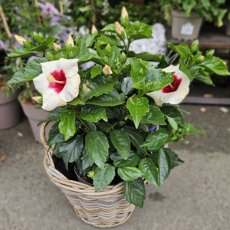Hibiscus blanc