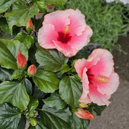 Hibiscus rose