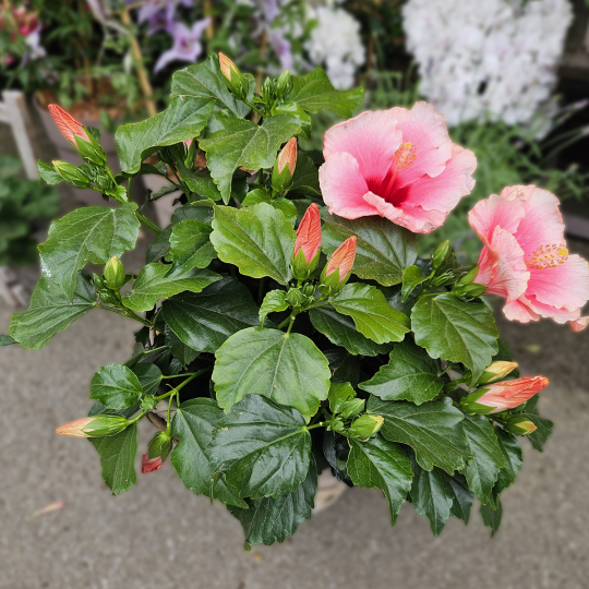 Hibiscus rose