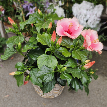Hibiscus rose