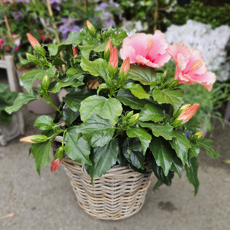 Hibiscus rose