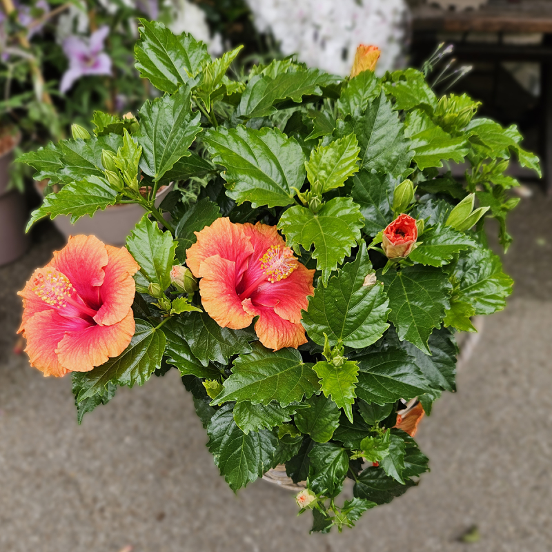 Hibiscus orange