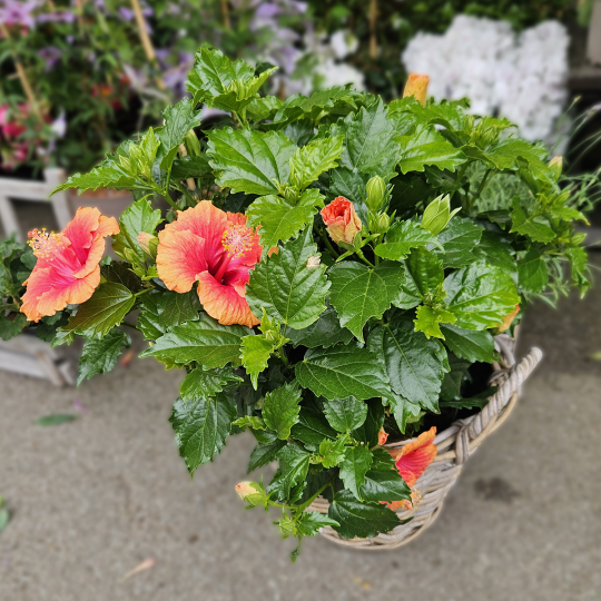 Hibiscus orange