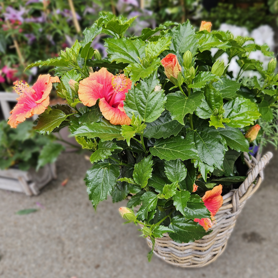 Hibiscus orange