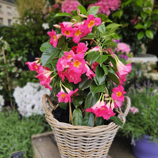 Dipladénia rose