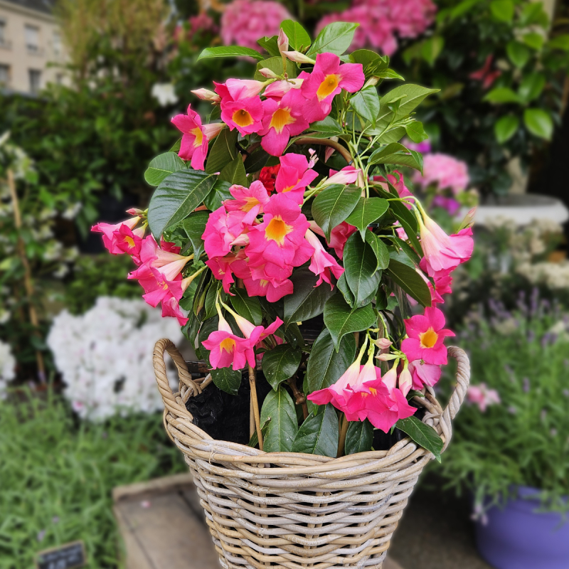 Dipladénia rose
