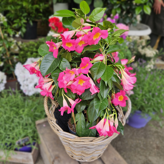 Dipladénia rose