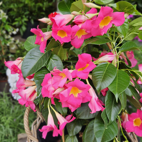 Dipladénia rose