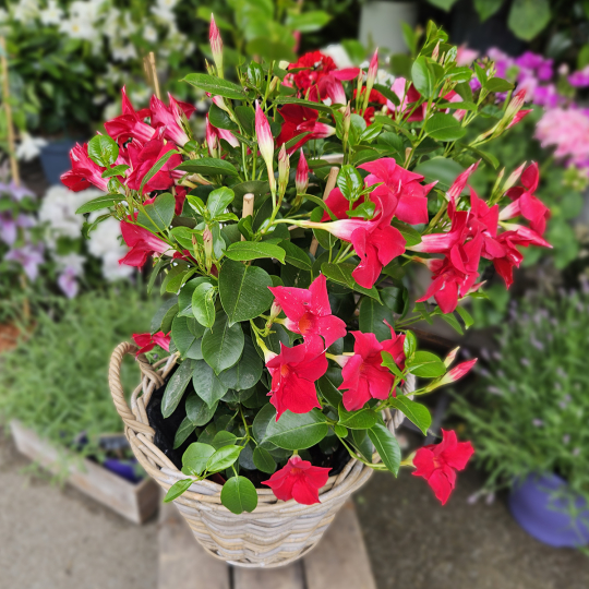 Dipladénia rouge