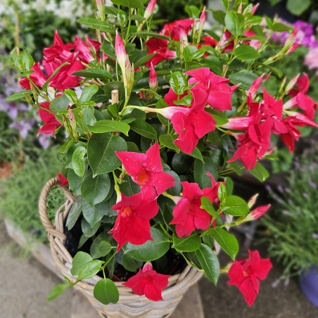 Dipladénia rouge