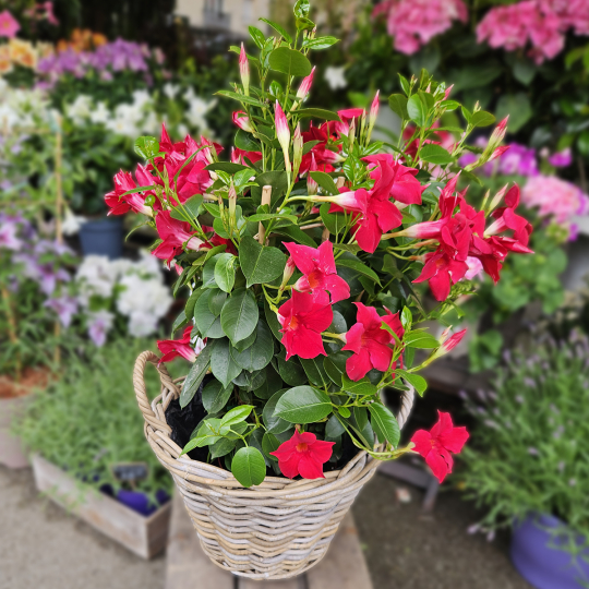 Dipladénia rouge