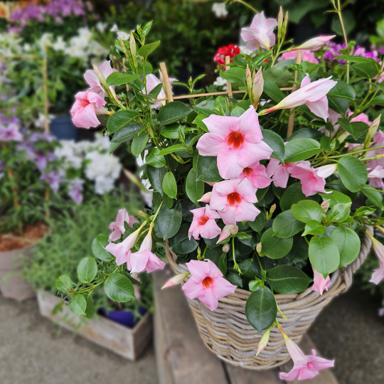 Dipladénia rose pâle