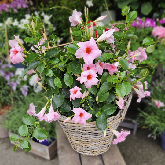 Dipladénia rose pâle