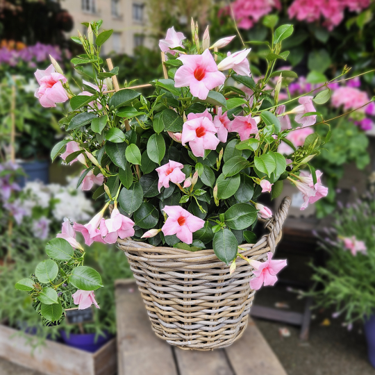 Dipladénia rose pâle