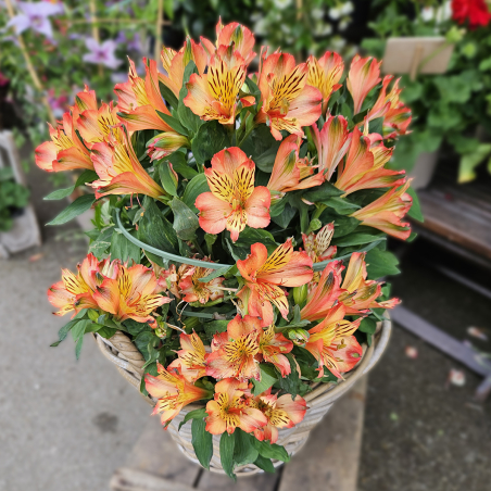 Alstroemeria orange
