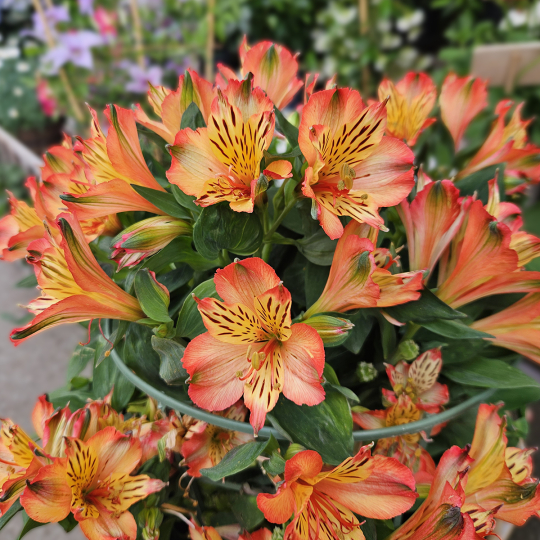 Alstroemeria orange