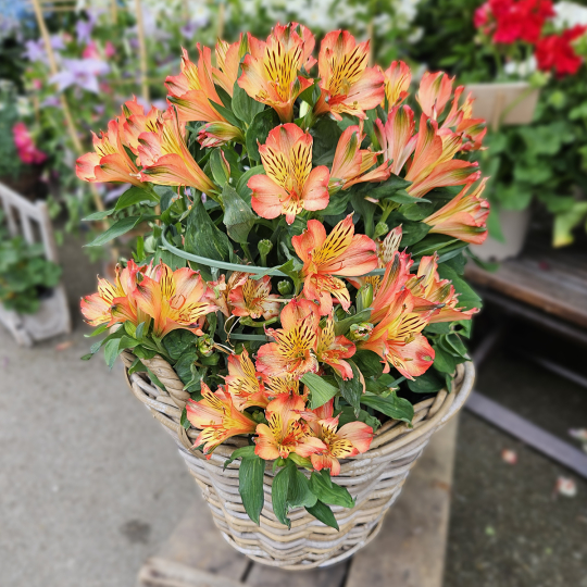 Alstroemeria orange