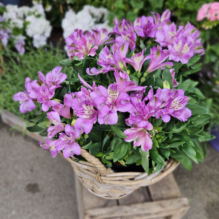 Alstroemeria violet