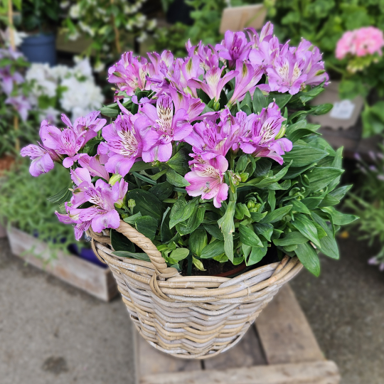 Alstroemeria violet