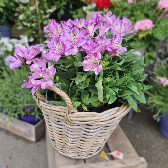 Alstroemeria violet