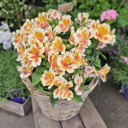 Alstroemeria jaune safran