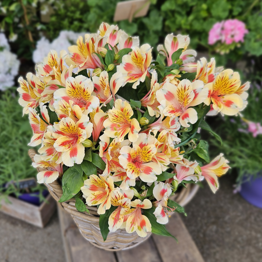 Alstroemeria jaune safran