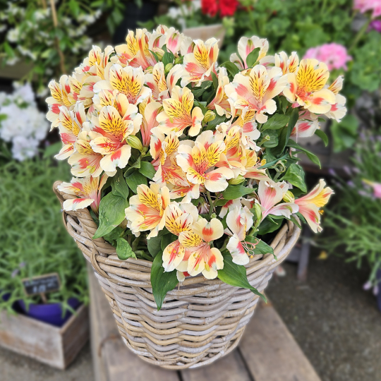 Alstroemeria jaune safran