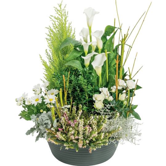 Coupe de plantes blanches