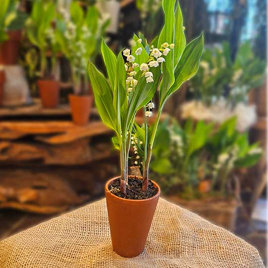 Pot de Muguet 3 griffes