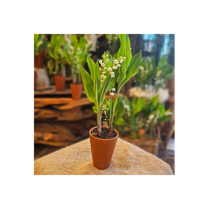 Pot de Muguet 3 griffes