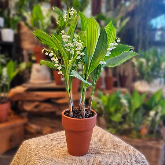 Pot de Muguet 5 griffes