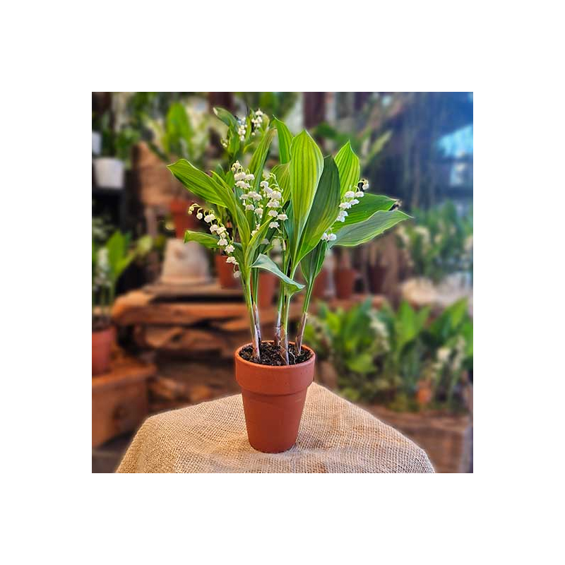 Pot de Muguet 5 griffes