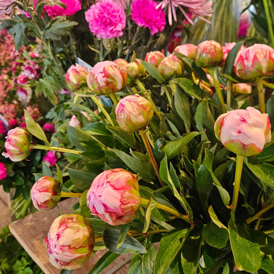 Pivoine Sarah Bernhardt