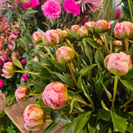 Pivoine Sarah Bernhardt