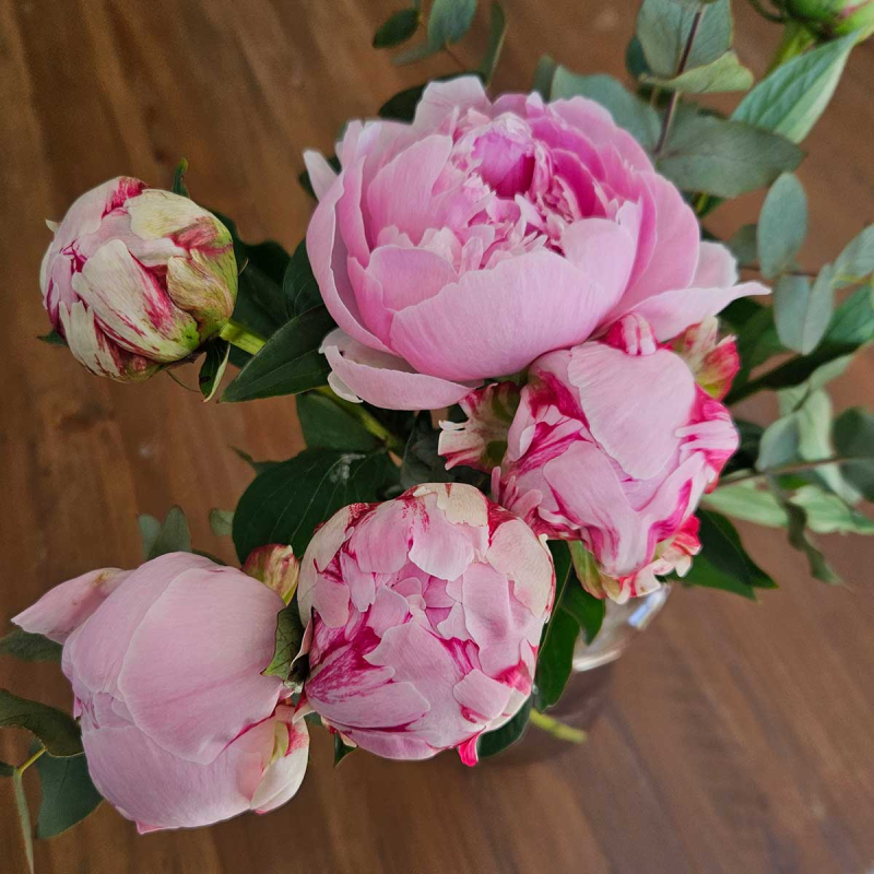 Pivoine Sarah Bernhardt