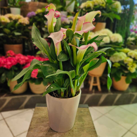 Calla Zantedeschia rose clair