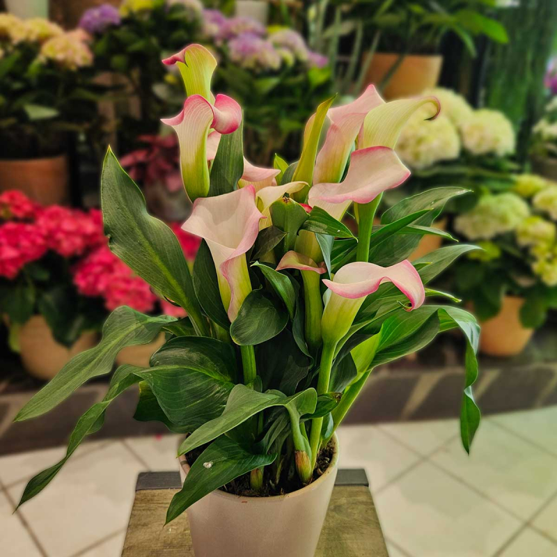 Calla Zantedeschia rose clair