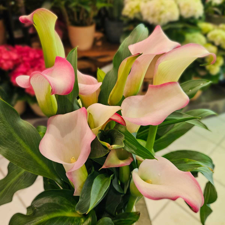 Calla Zantedeschia rose clair