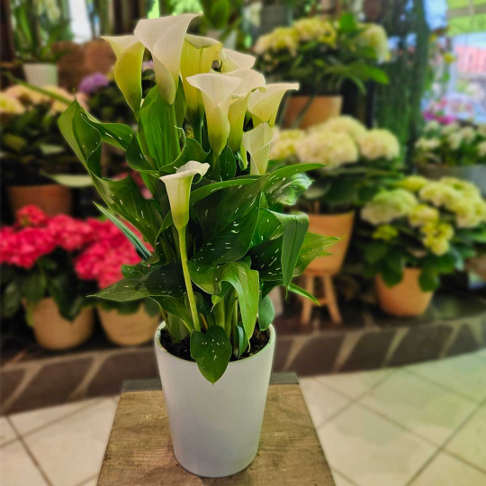 Calla Zantedeschia blanc