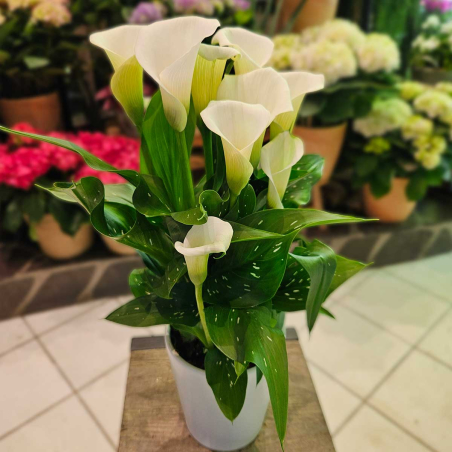 Calla Zantedeschia blanc