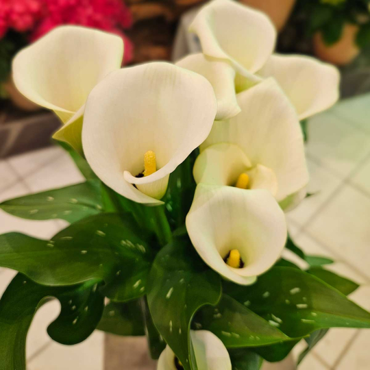 Calla Zantedeschia blanc