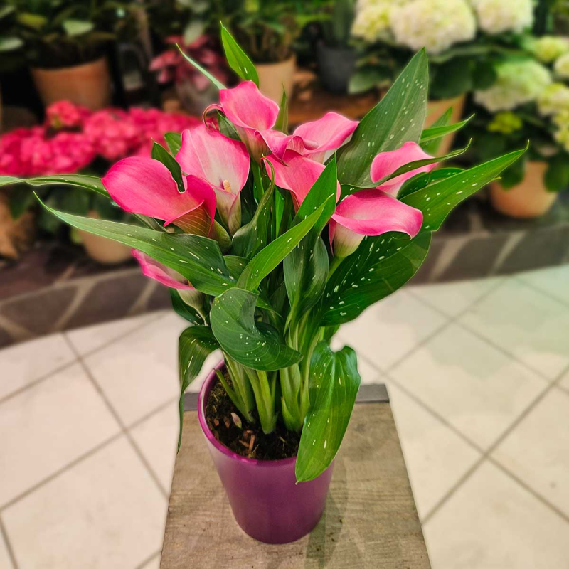 Calla Zantedeschia fuchsia