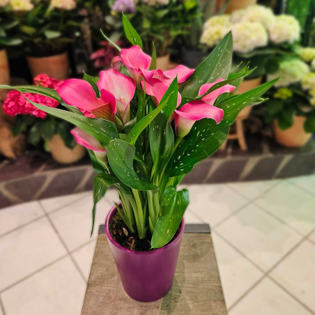 Calla Zantedeschia fuchsia