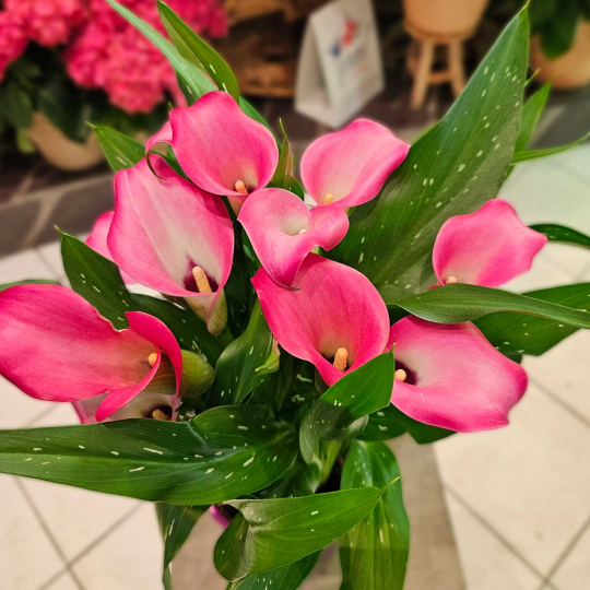 Calla Zantedeschia fuchsia